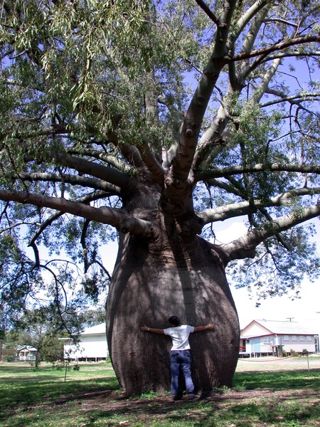 Biggest Bottle Tree